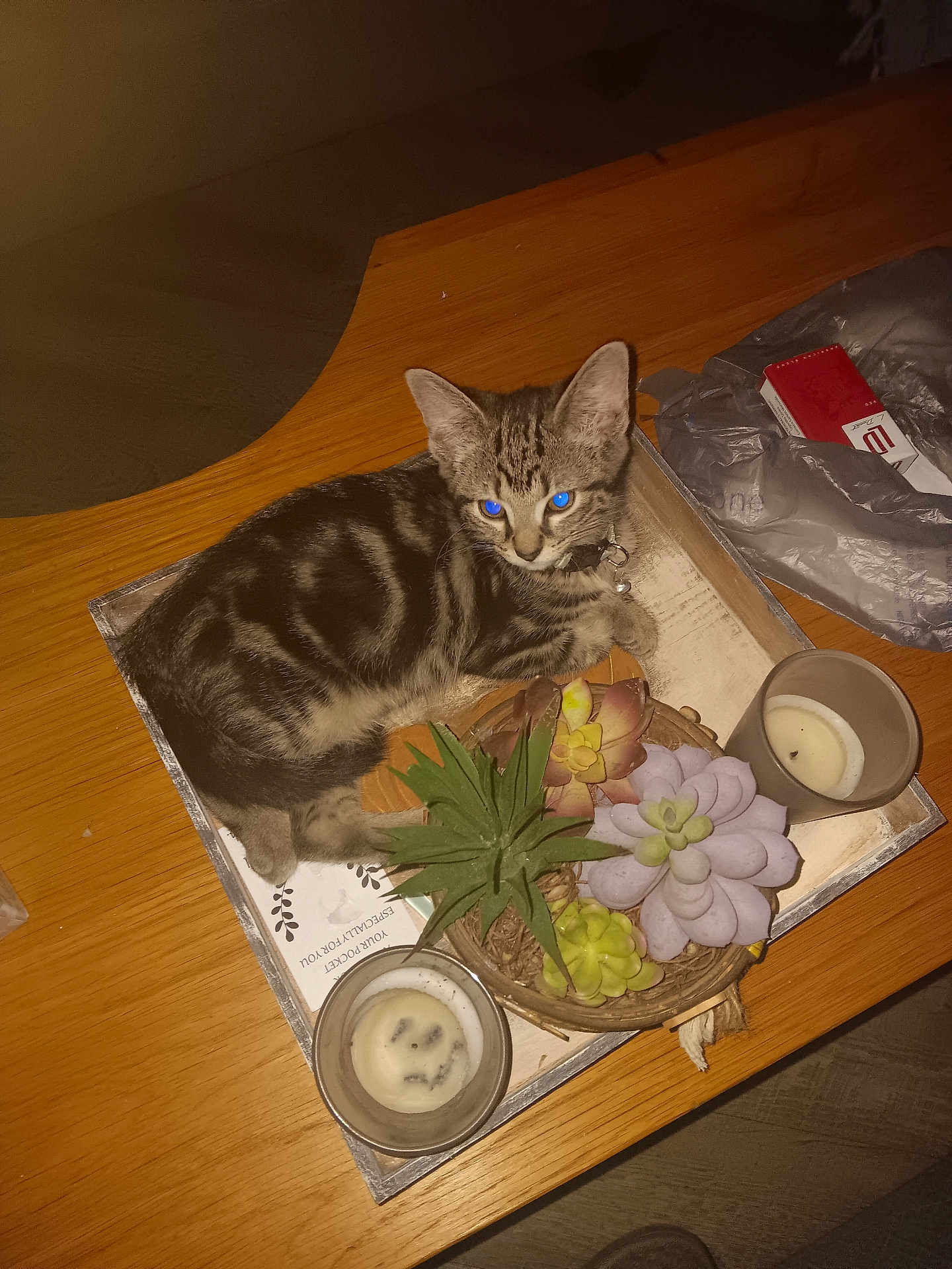 Maggie is registered to the contest to win money with this photo: kitten, tabby, cat, tray, succulent, candle, wooden_table, indoor, pet, feline, decor, plant, tabletop, relaxing, domestic_animal, sleepy, collar, furniture, plastic_bag, packaging