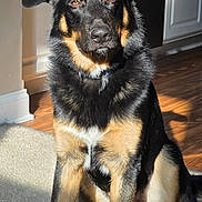 Gunnie is registered to the contest to win money with this photo: dog, canine, pet, black_and_tan, sitting, indoor, carpet, sunlight, wood_floor, collar, ears, fur, portrait, animal, domestic, home, relaxed, alert, furniture, shadow