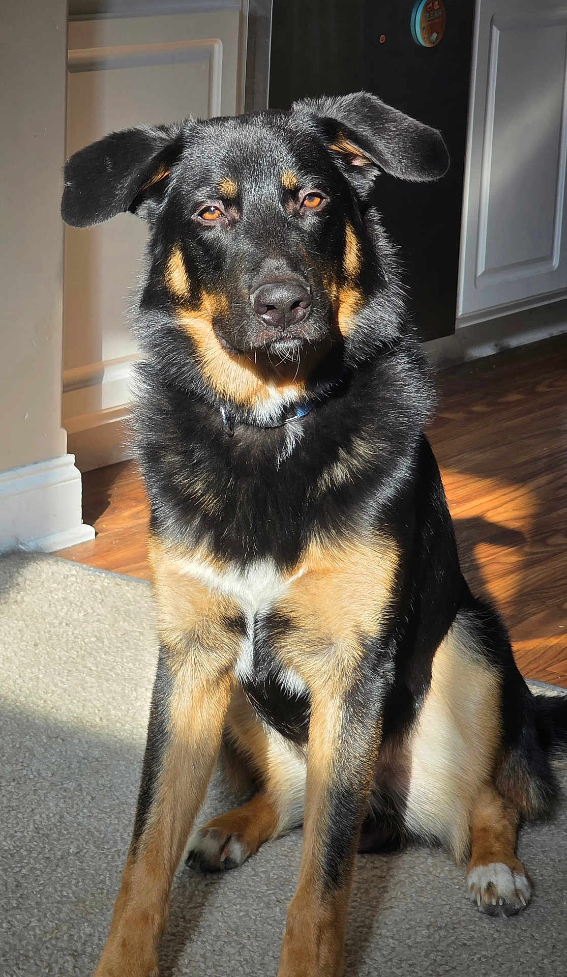 Gunnie is registered to the contest to win money with this photo: dog, canine, pet, black_and_tan, sitting, indoor, carpet, sunlight, wood_floor, collar, ears, fur, portrait, animal, domestic, home, relaxed, alert, furniture, shadow