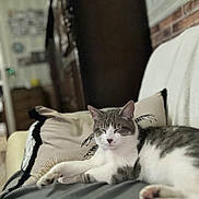 Uros participe au concours pour gagner de l'argent avec cette photo : animal, blurred_background, cat, comfort, couch, cozy, domestic, feline, furniture, gray, home, indoor, pet, pillow, relaxed, resting, sleeping, soft, tabby, white