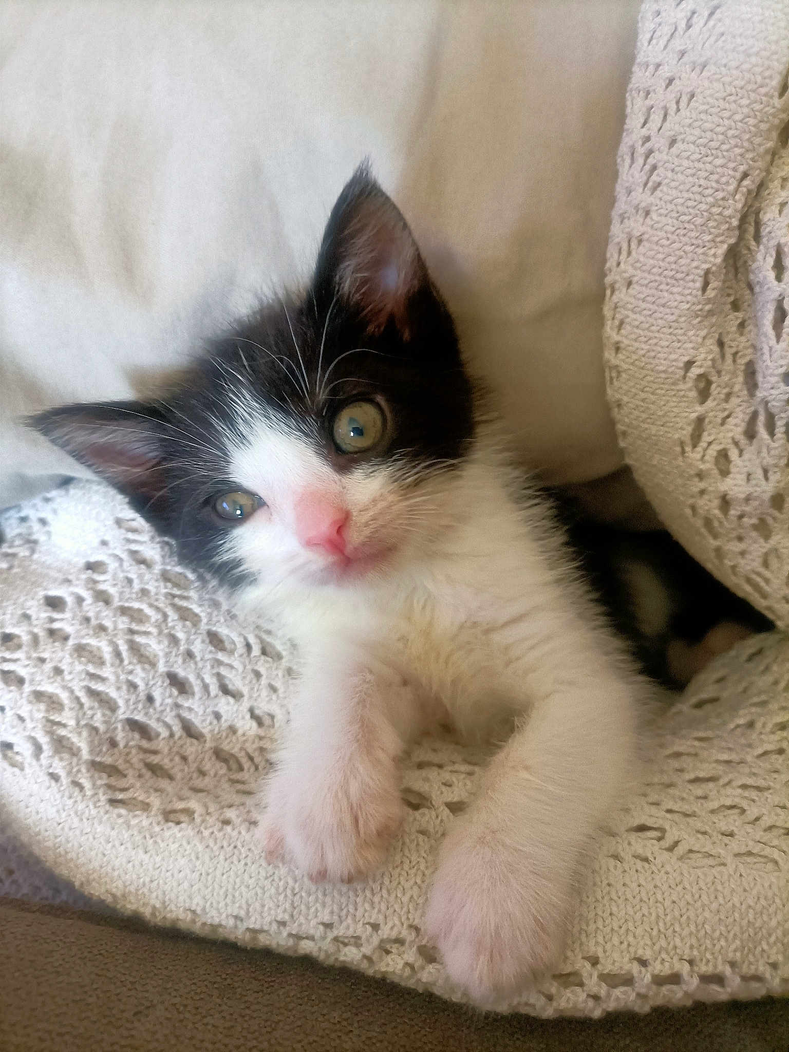 Oreo