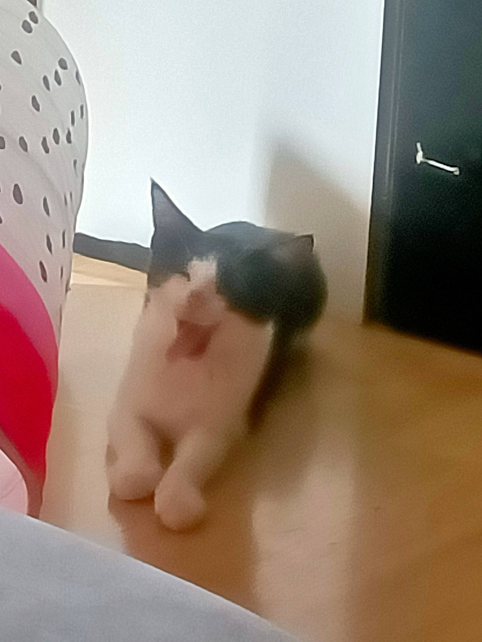 Oreo participe au concours pour gagner de l'argent avec cette photo : art, carmine, carnivore, cat, comfort, creative_arts, domestic_short_haired_cat, fawn, felidae, flooring, foot, fur, hardwood, leg, paw, small_to_medium_sized_cats, snout, tail, whiskers, wood