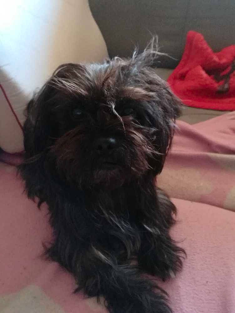 TAGADA a rejoint le concours — aidez-le/la à gagner de superbes lots ! biewer_terrier, canidae, carnivore, comfort, companion_dog, dog, dog_breed, dog_supply, ear, fawn, fur, head, liver, maltepoo, small_terrier, snout, terrier, toy_dog, water_dog, working_animal