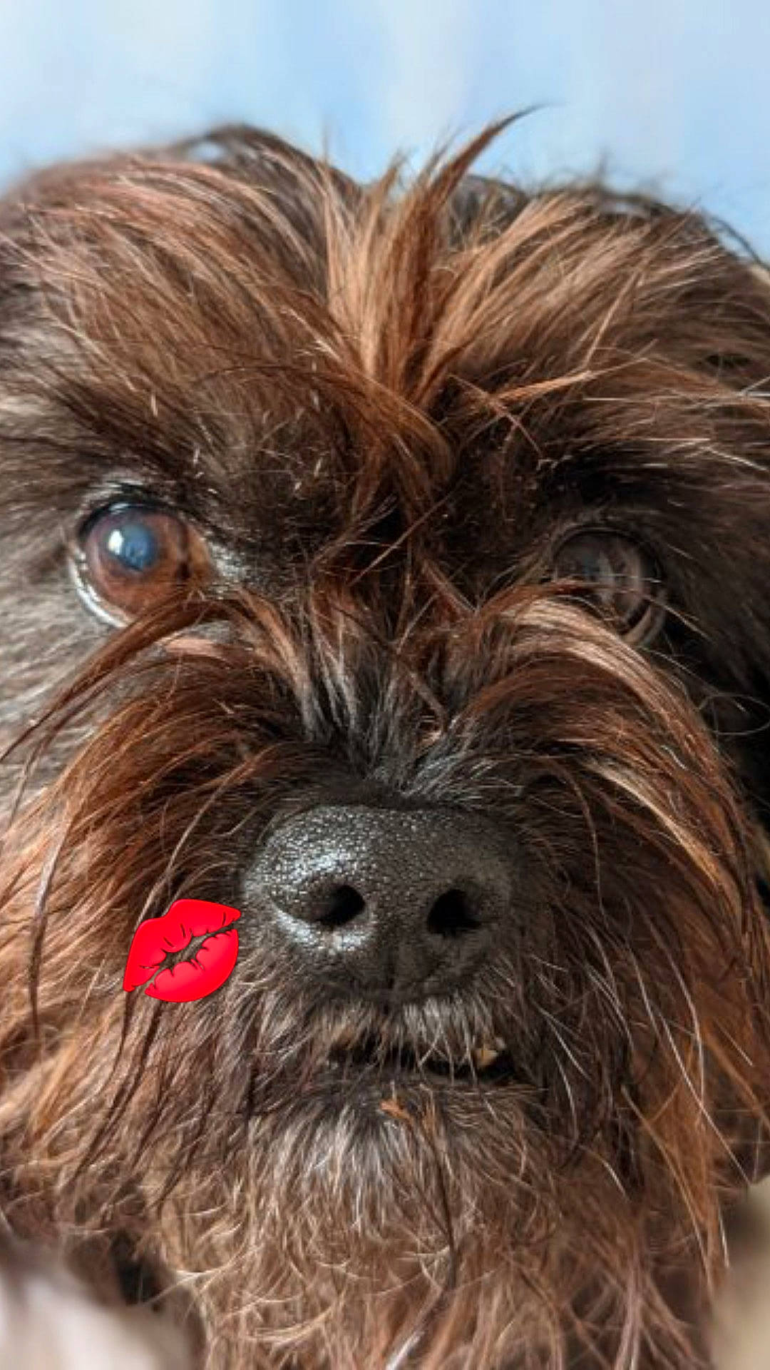 TAGADA participe au concours pour gagner de l'argent avec cette photo : biewer_terrier, canidae, carnivore, companion_dog, dog, dog_breed, dog_supply, fur, liver, maltepoo, puppy, small_terrier, snout, sporting_group, terrestrial_animal, terrier, toy_dog, water_dog, working_animal, wrinkle