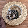 animal, cat, cozy, curious, cute, domestic, fur, hat, indoor, kitten, looking_up, pet, playful, resting, round, small, straw_hat, striped, wooden_floor, young
