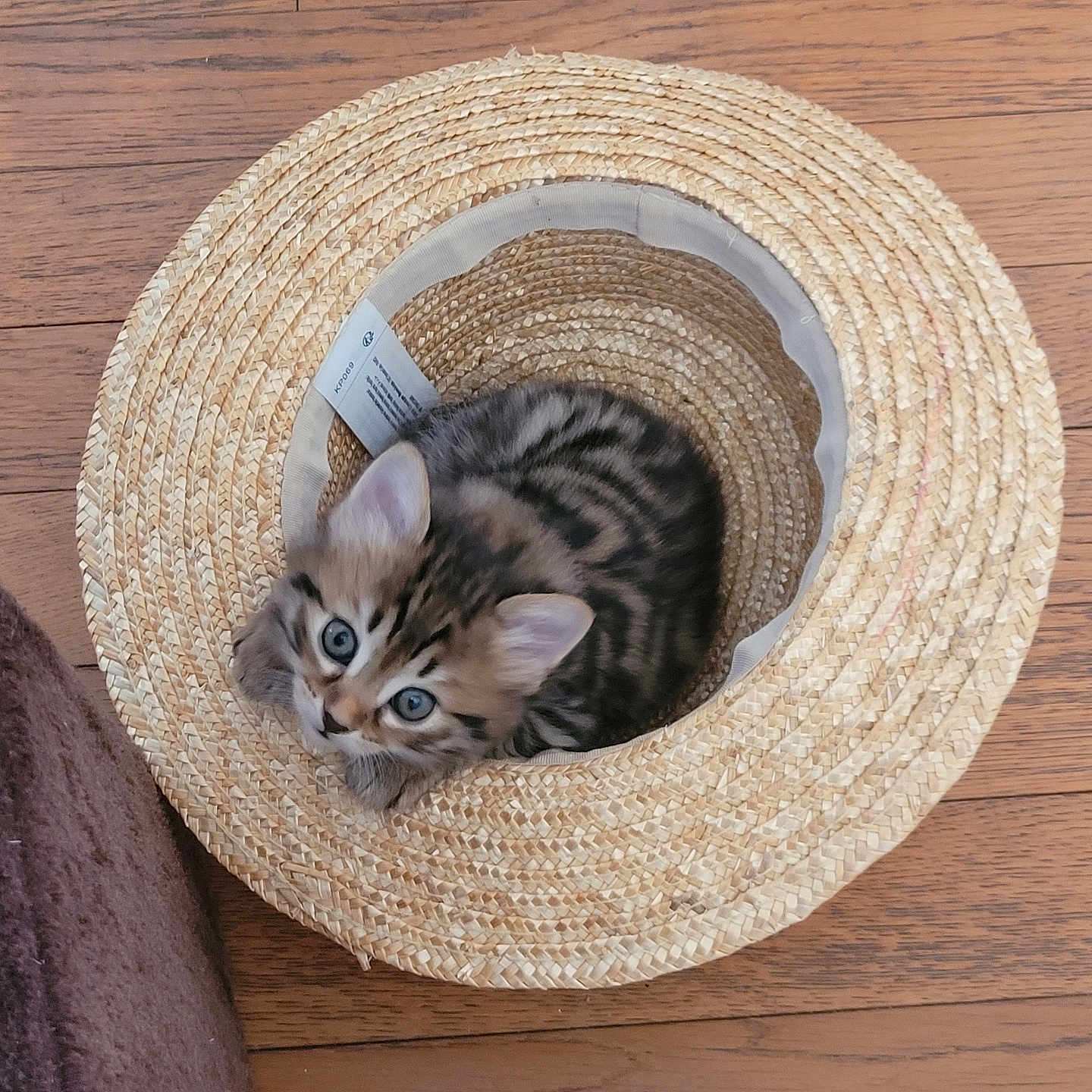 Mya a rejoint le concours — aidez-le/la à gagner de superbes lots ! animal, cat, cozy, curious, cute, domestic, fur, hat, indoor, kitten, looking_up, pet, playful, resting, round, small, straw_hat, striped, wooden_floor, young