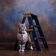 Tigerbear is registered to the contest to win money with this photo: cat, feline, pet, collar, tag, ladder, wooden_ladder, blue_ladder, floor, wooden_floor, indoor, studio, portrait, animal, curious, standing, looking_away, background, texture, quiet