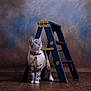 cat, feline, pet, collar, tag, ladder, wooden_ladder, blue_ladder, floor, wooden_floor, indoor, studio, portrait, animal, curious, standing, looking_away, background, texture, quiet