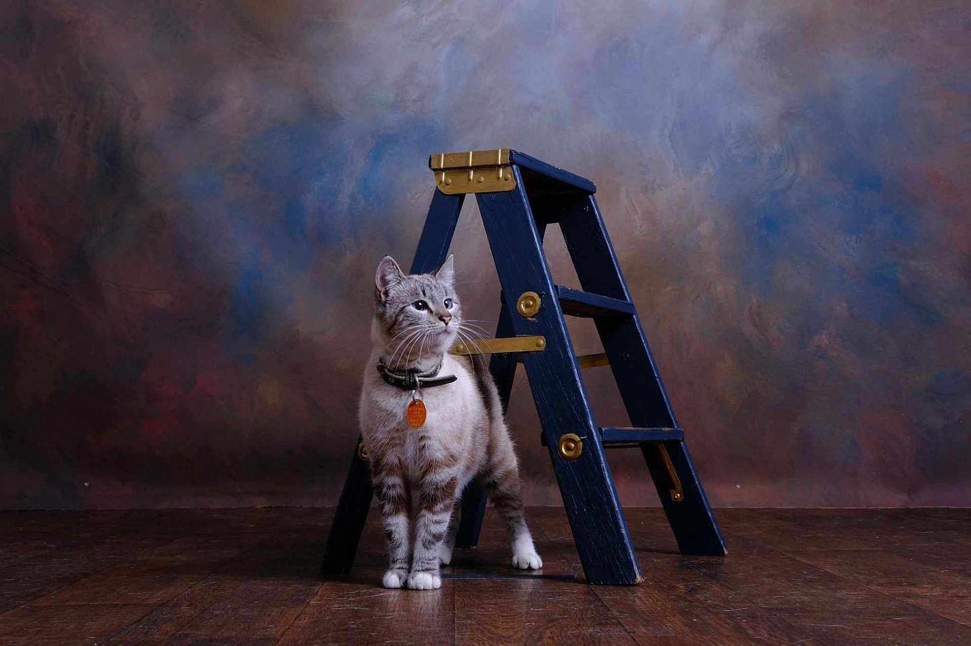 Tigerbear is registered to the contest to win money with this photo: cat, feline, pet, collar, tag, ladder, wooden_ladder, blue_ladder, floor, wooden_floor, indoor, studio, portrait, animal, curious, standing, looking_away, background, texture, quiet