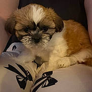 Lilly joined the competition — help win amazing prizes! puppy, dog, pet, fur, brown, white, lap, person, clothing, pants, bow, cute, animal, indoor, cozy, sitting, soft, young, resting, companion