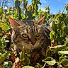 cat, tabby, animal, outdoor, green_leaves, brown_leaves, sunlight, nature, closeup, yellow_eyes, whiskers, fur, plant, sky, daylight, wildlife, mammal, ears, face, curious