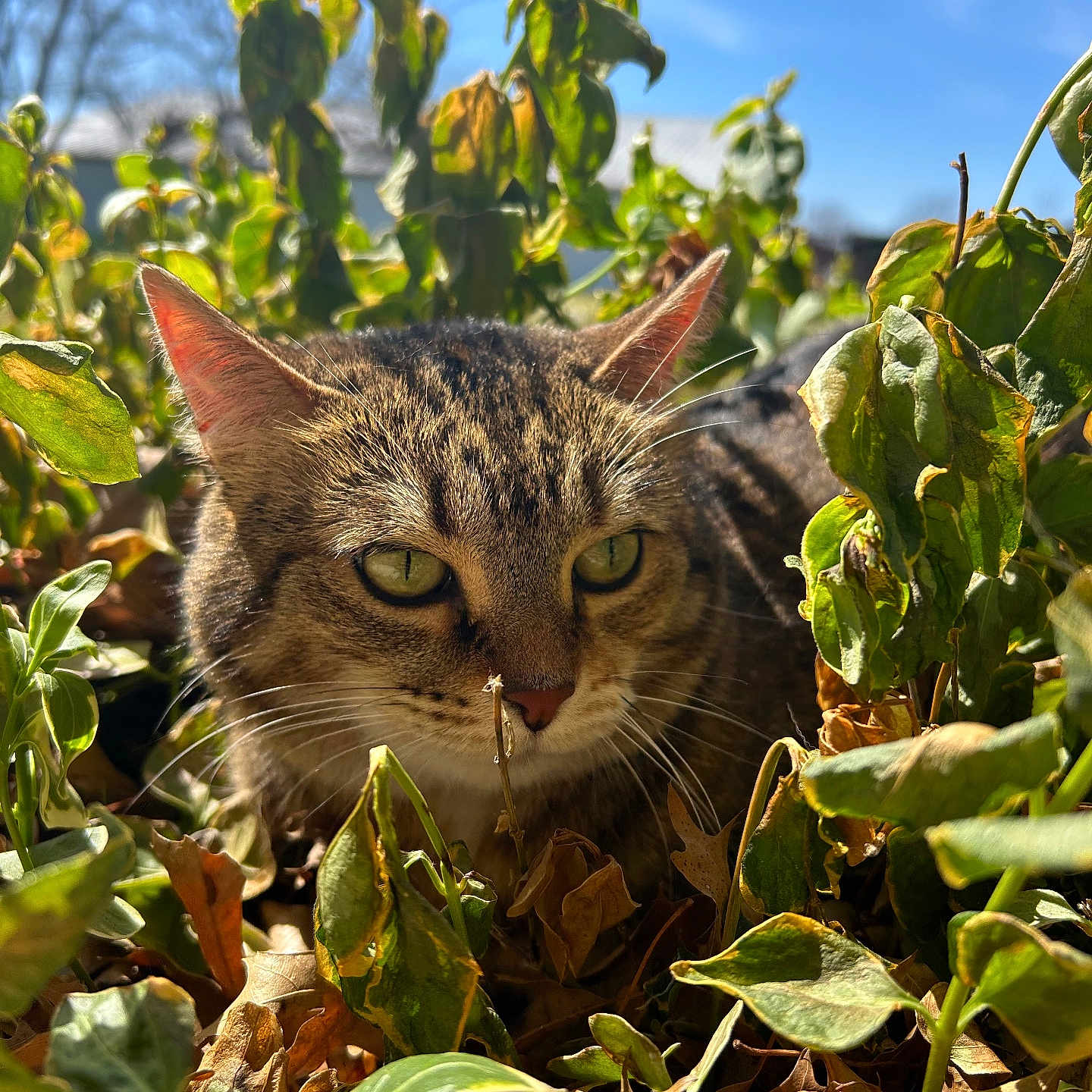 Rosie is registered to the contest to win money with this photo: cat, tabby, animal, outdoor, green_leaves, brown_leaves, sunlight, nature, closeup, yellow_eyes, whiskers, fur, plant, sky, daylight, wildlife, mammal, ears, face, curious