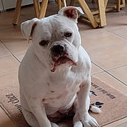 Rym participe au concours pour gagner de l'argent avec cette photo : dog, bulldog, white_dog, pet, indoor, floor, chair, wooden_legs, tile_floor, mat, animal, sitting, looking, domestic, cute, companion, mammal, household, waiting, calm