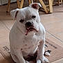 dog, bulldog, white_dog, pet, indoor, floor, chair, wooden_legs, tile_floor, mat, animal, sitting, looking, domestic, cute, companion, mammal, household, waiting, calm
