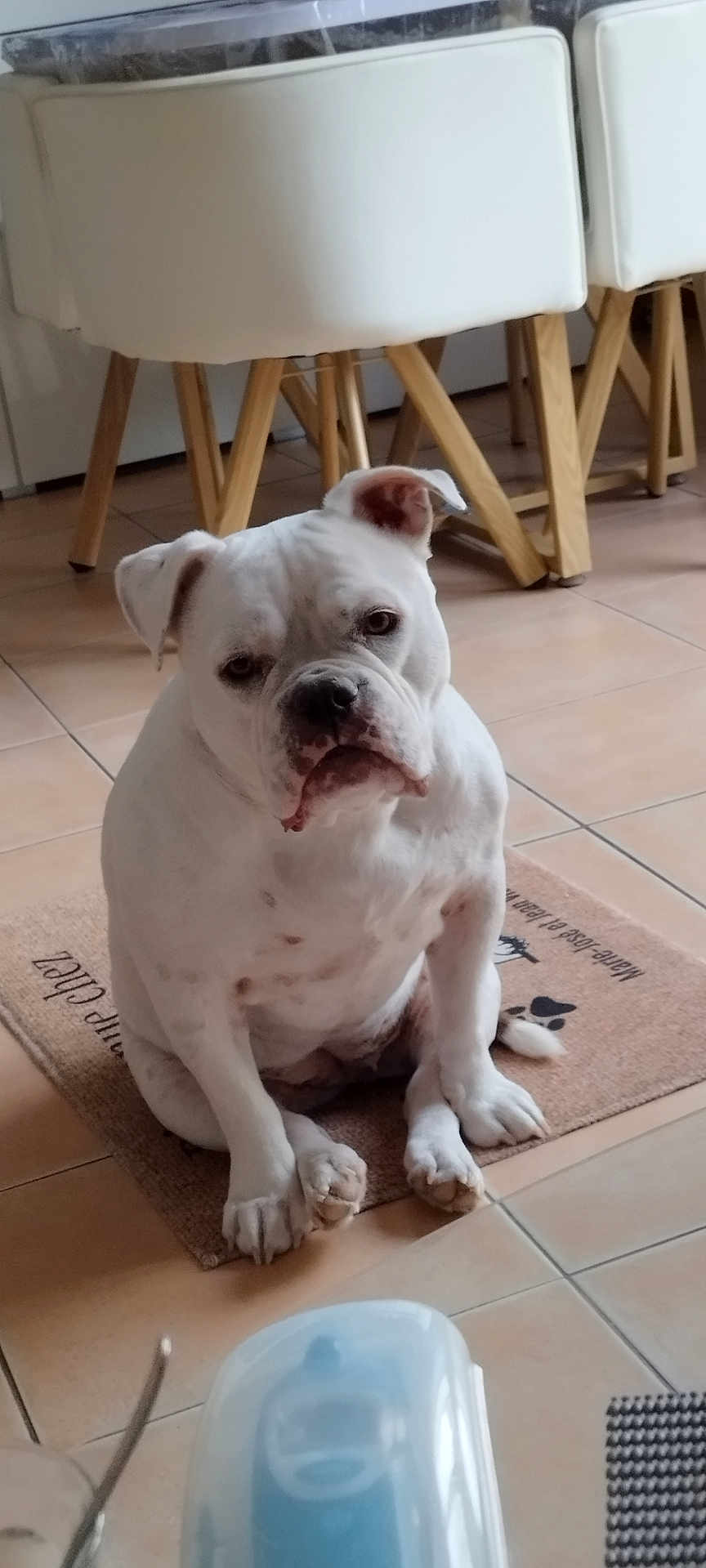 Rym participe au concours pour gagner de l'argent avec cette photo : dog, bulldog, white_dog, pet, indoor, floor, chair, wooden_legs, tile_floor, mat, animal, sitting, looking, domestic, cute, companion, mammal, household, waiting, calm
