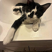 Knox is registered to the contest to win money with this photo: animal, bathroom, black_and_white, cabinet, cat, closeup, counter, curious, domestic, ears, feline, household, inside, kitten, paw, pet, playful, sink, tile_floor, whiskers