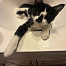 animal, bathroom, black_and_white, cabinet, cat, closeup, counter, curious, domestic, ears, feline, household, inside, kitten, paw, pet, playful, sink, tile_floor, whiskers