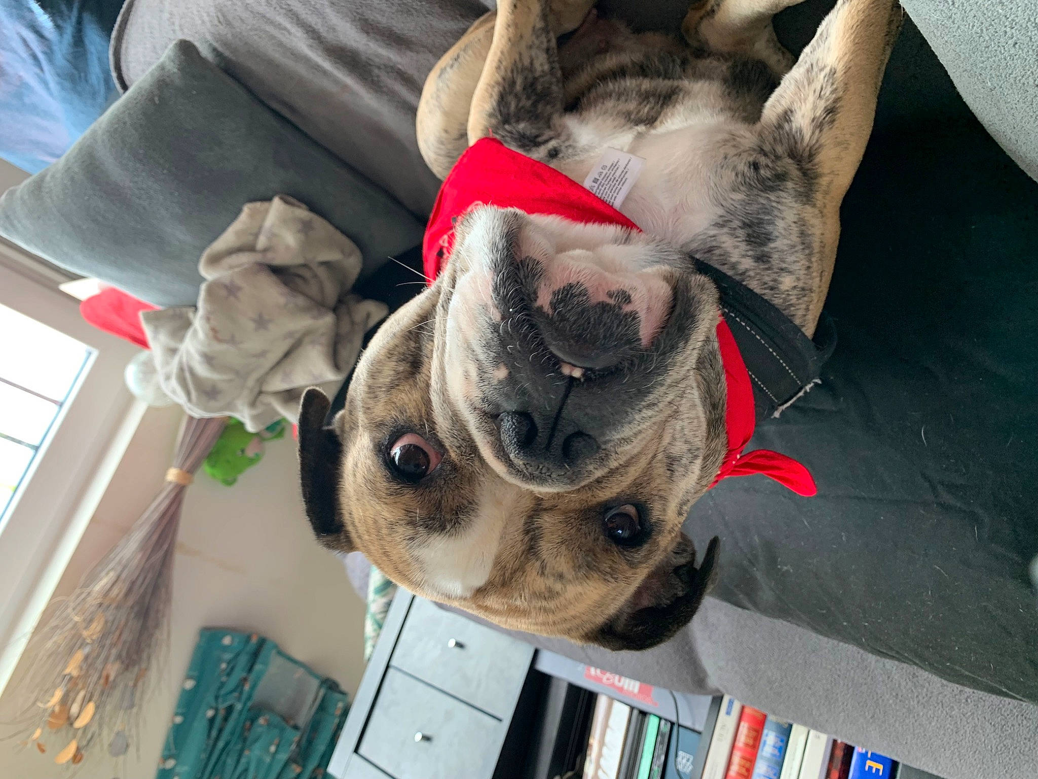 Mia participe au concours pour gagner de l'argent avec cette photo : bookcase, canidae, carnivore, collar, comfort, companion_dog, dog, dog_breed, dog_collar, dog_supply, ear, eyewear, fawn, fur, leash, pet_supply, snout, sporting_group, whiskers, working_animal