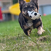 Lilo Montgomery joined the competition — help win amazing prizes! dog, toy, soccer_ball, grass, outdoor, pet, playful, animal, ears, mouth, fur, collar, running, closeup, daylight, backyard, focus, grass_field, cute, active