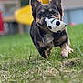 dog, toy, soccer_ball, grass, outdoor, pet, playful, animal, ears, mouth, fur, collar, running, closeup, daylight, backyard, focus, grass_field, cute, active