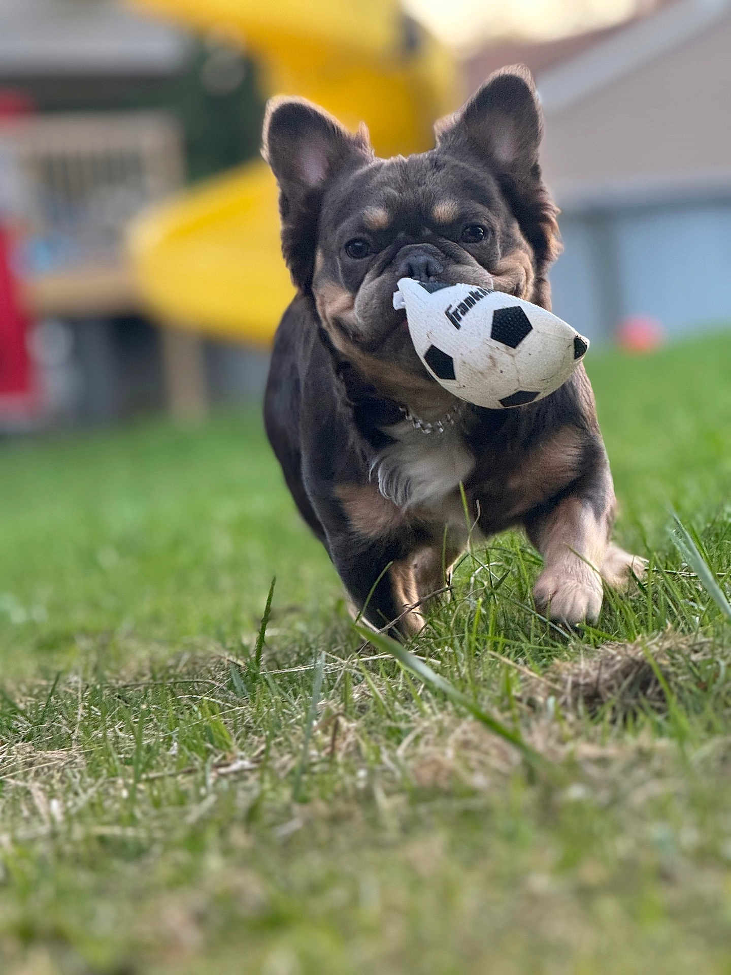 Lilo Montgomery joined the competition — help win amazing prizes! dog, toy, soccer_ball, grass, outdoor, pet, playful, animal, ears, mouth, fur, collar, running, closeup, daylight, backyard, focus, grass_field, cute, active