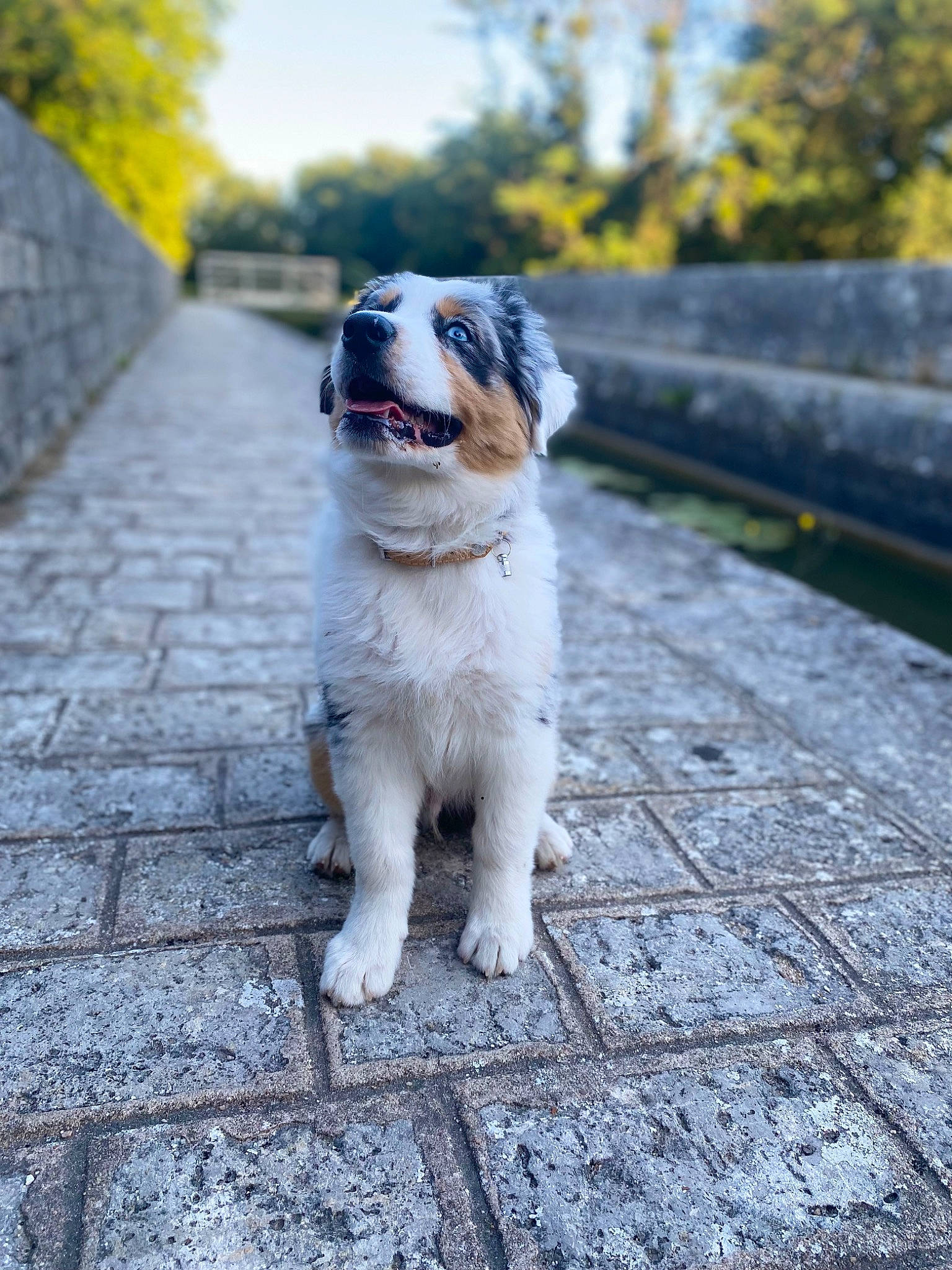 Uky a rejoint le concours — aidez-le/la à gagner de superbes lots ! asphalt, carnivore, cobblestone, companion_dog, dog, dog_breed, fawn, grass, leash, plant, road, road_surface, sidewalk, sky, snout, sporting_group, street, tail, tree, whiskers