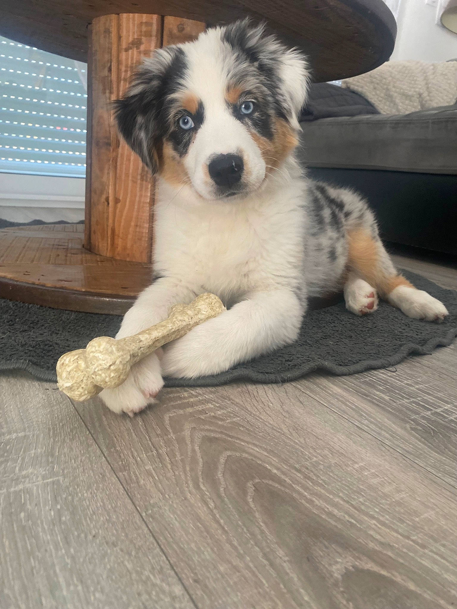 Uky a rejoint le concours — aidez-le/la à gagner de superbes lots ! border_collie, bored, canidae, carnivore, companion_dog, dog, dog_breed, flooring, fur, hardwood, herding_dog, paw, snout, sporting_group, whiskers, window_blind, wood, wood_flooring, working_animal, working_dog