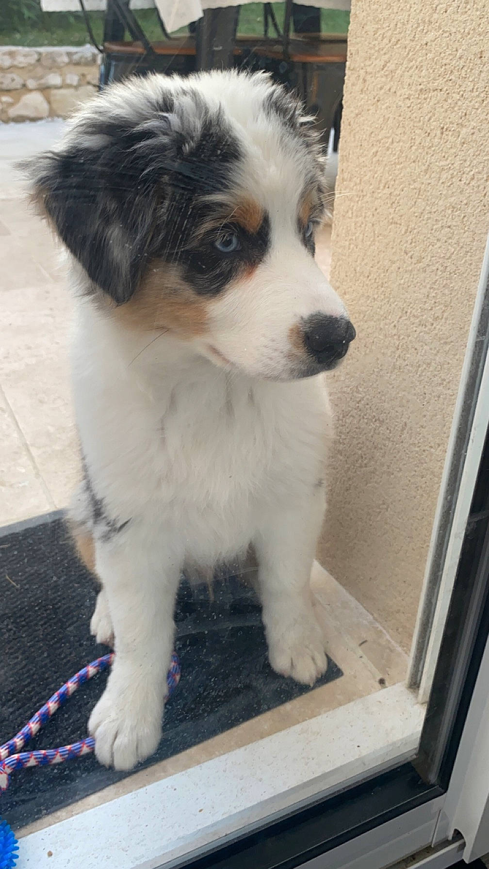 Uky a rejoint le concours — aidez-le/la à gagner de superbes lots ! ancient_dog_breeds, australian_collie, australian_shepherd, canidae, carnivore, companion_dog, dog, dog_breed, door, fur, herding_dog, puppy, snout, sporting_group, terrestrial_animal, toy_dog, whiskers, working_animal, working_dog