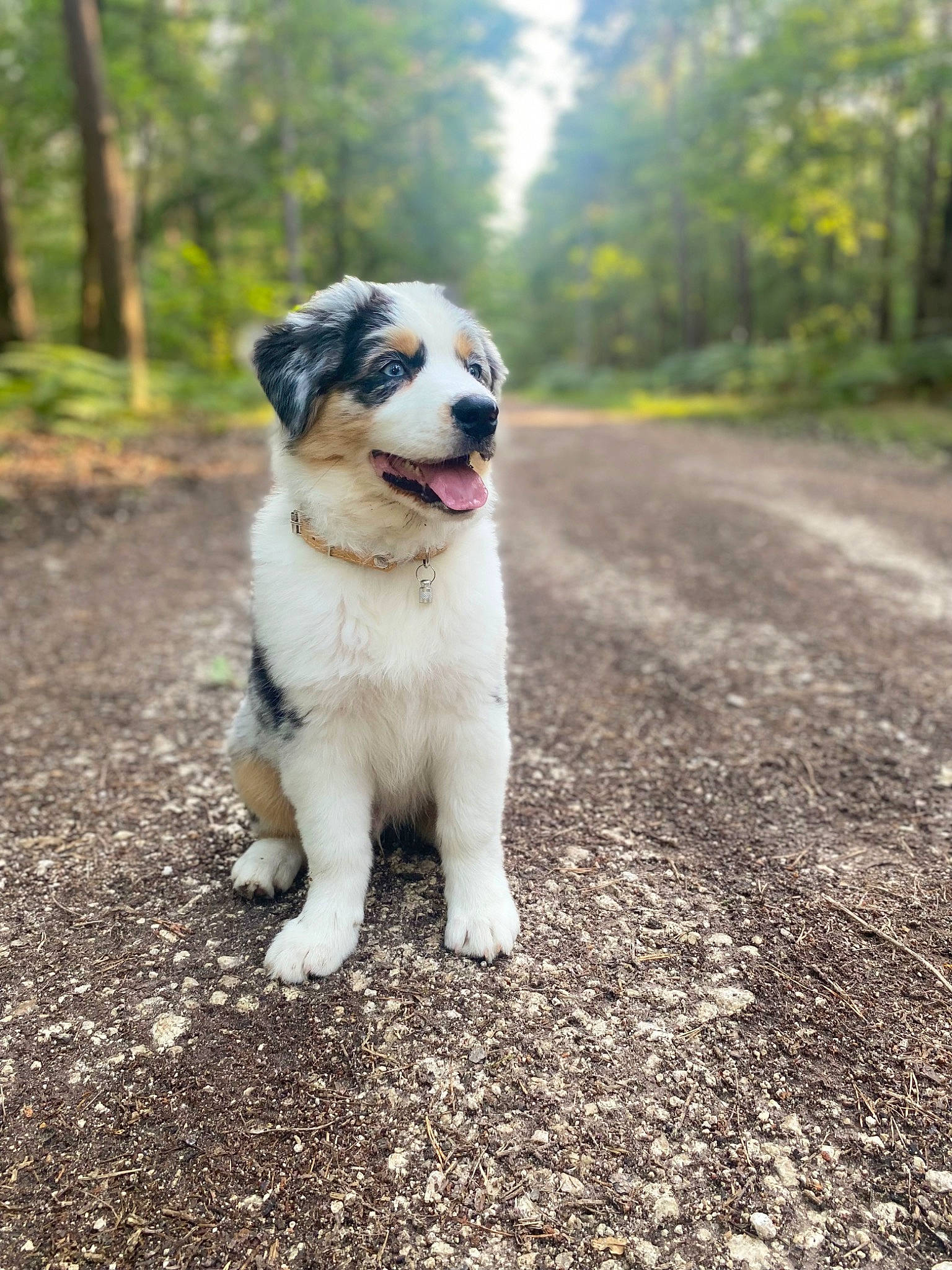 Uky participe au concours pour gagner de l'argent avec cette photo : ancient_dog_breeds, carnivore, companion_dog, dog, dog_breed, forest, grass, plant, road, road_surface, snout, soil, sporting_group, street_dog, tail, terrestrial_animal, tree, working_animal, working_dog