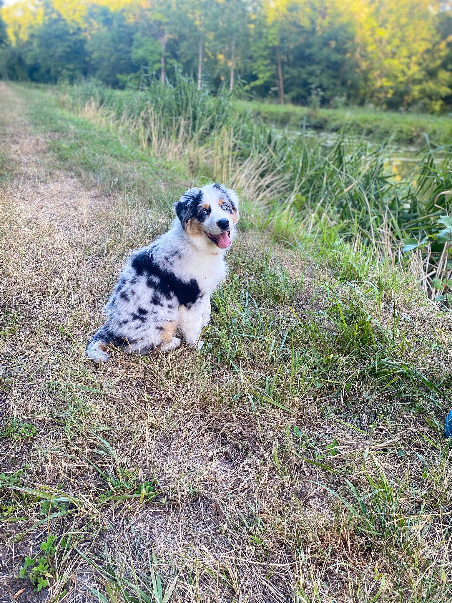 Uky participe au concours pour gagner de l'argent avec cette photo : carnivore, companion_dog, dog, dog_breed, field, grass, grass_family, grassland, gun_dog, landscape, meadow, natural_environment, pasture, plant, prairie, soil, sporting_group, sunglasses, tree, working_animal