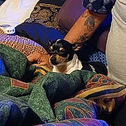 T Boy joined the competition — help win amazing prizes! arm, bed, blanket, casual, colorful, comfort, cozy, cushion, dog, fabric, furniture, indoor, pattern, person, pillow, relaxation, resting, seated, small_dog, tattoo