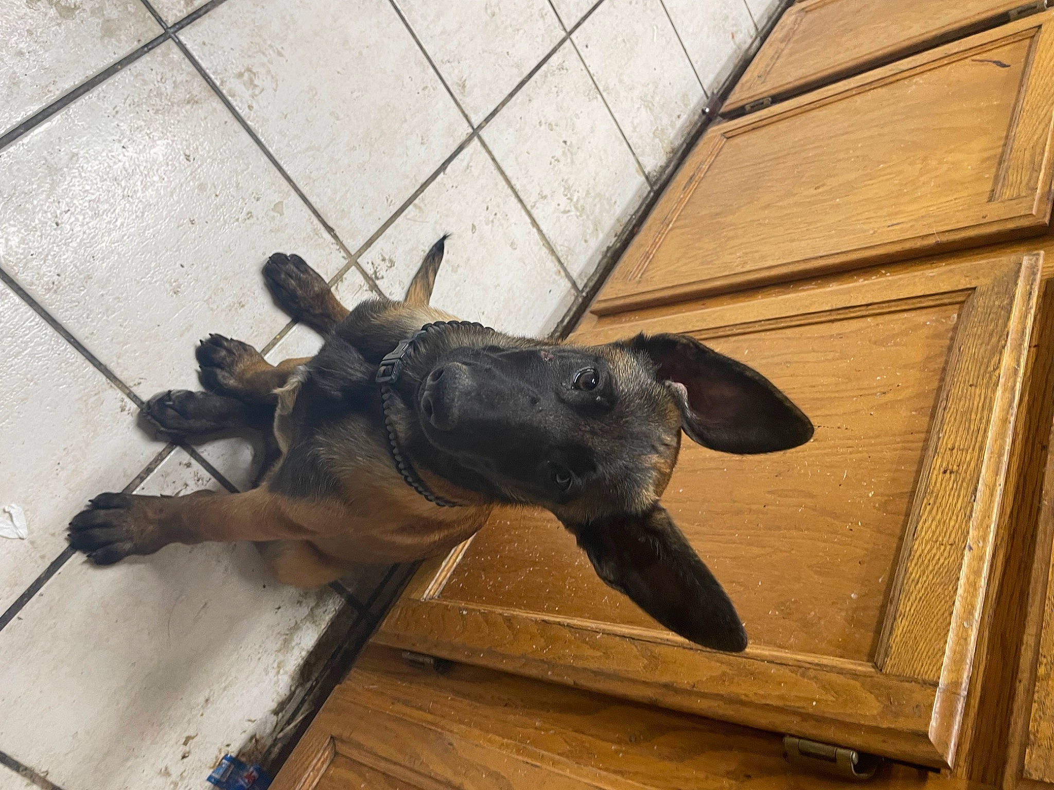 Teddy is registered to the contest to win money with this photo: canidae, dog_breed, fawn, floor, flooring, fur, guard_dog, hardwood, insect, liver, metal, pest, snout, sporting_group, tail, terrestrial_animal, wing, wood, wood_stain, working_animal