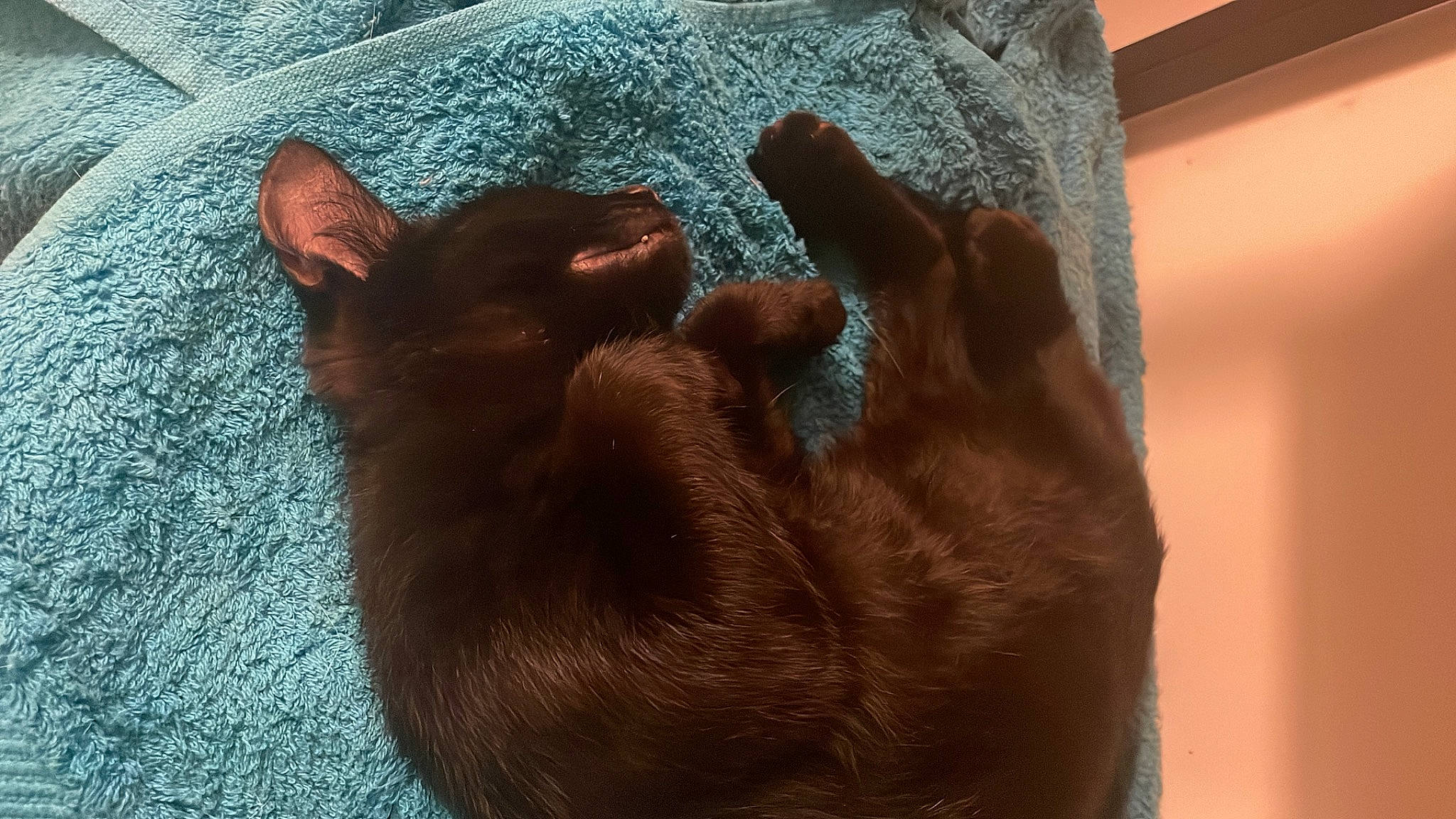 Dark participe au concours pour gagner de l'argent avec cette photo : black_cat, bombay, carnivore, cat, comfort, dog_breed, fawn, felidae, flooring, foot, gesture, human_leg, liver, small_to_medium_sized_cats, snout, tail, tints_and_shades, toe, whiskers, wood