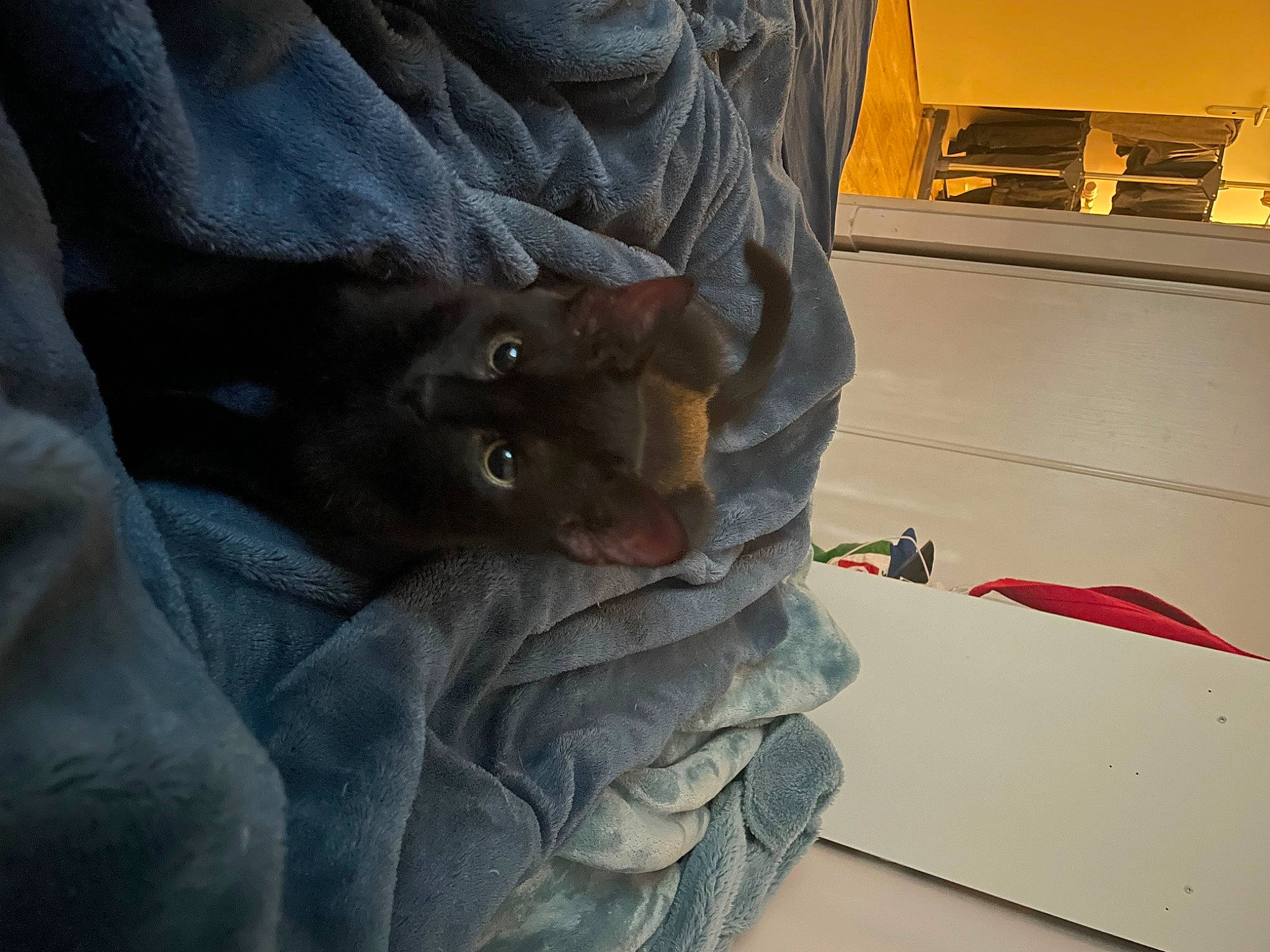 Dark participe au concours pour gagner de l'argent avec cette photo : carmine, carnivore, cat, comfort, denim, electric_blue, felidae, finger, flooring, fur, gesture, grey, human_leg, leg, nail, sleeve, small_to_medium_sized_cats, textile, whiskers, wood