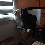 Snow a rejoint le concours — aidez-le/la à gagner de superbes lots ! animal, black_cat, blinds, box, cat, cozy, curious, dim_light, feline, furniture, home, indoor, natural_light, pair, pets, shadow, sitting, white_cat, window, wooden_platform