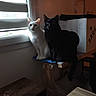 animal, black_cat, blinds, box, cat, cozy, curious, dim_light, feline, furniture, home, indoor, natural_light, pair, pets, shadow, sitting, white_cat, window, wooden_platform