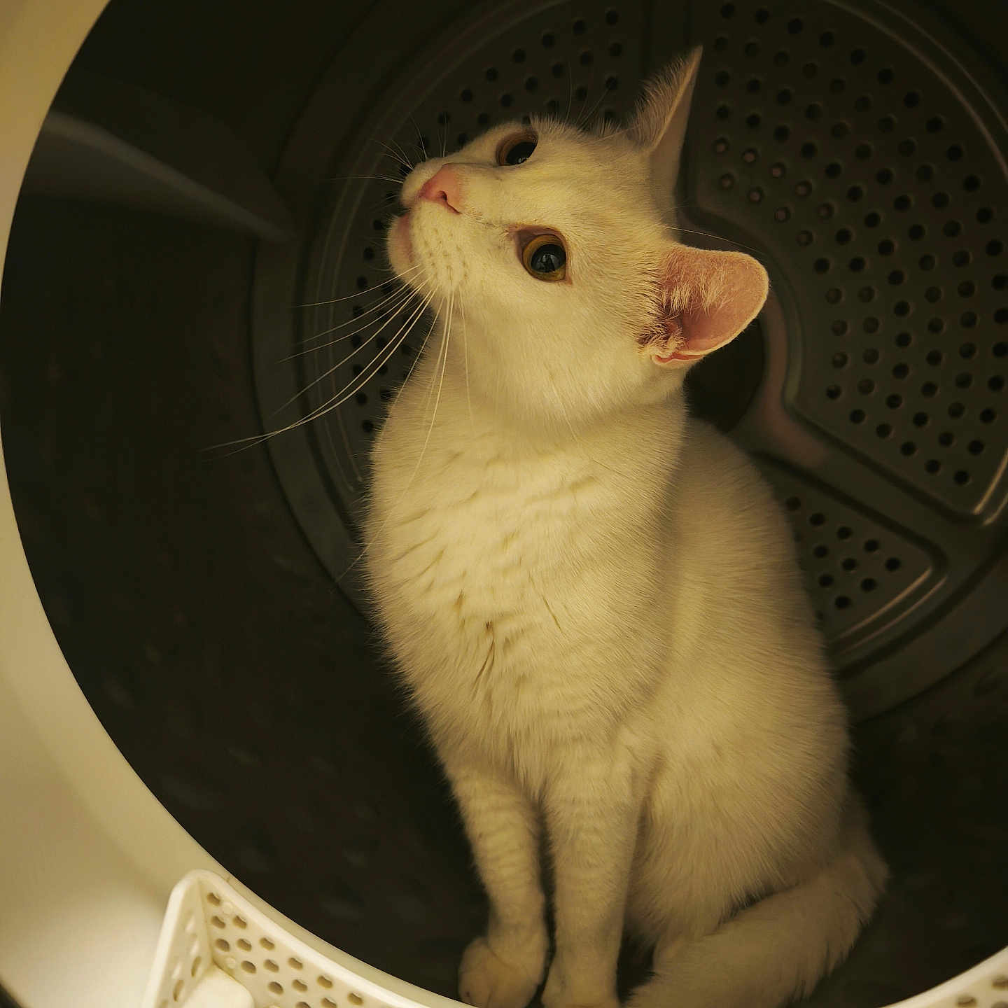 Snow a rejoint le concours — aidez-le/la à gagner de superbes lots ! cat, white_cat, pet, animal, inside, washing_machine, drum, curious, whiskers, fur, closeup, indoor, domestic, looking_up, cute, portrait, warm_light, soft_texture, sitting, household