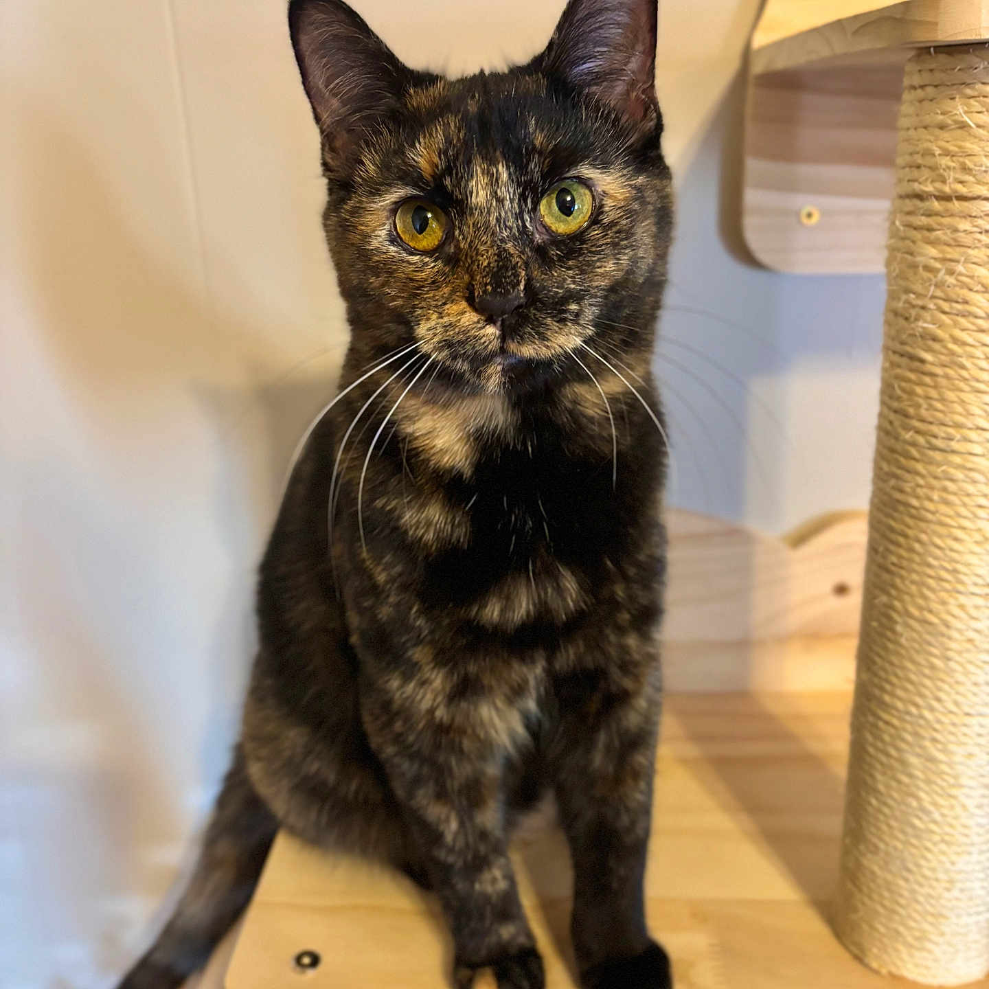 Juniper joined the competition — help win amazing prizes! abyssinian, animal, blackcat, brasssection, broom, brush, cat, furniture, hardwood, horn, indoors, interiordesign, kitten, manx, musicalinstrument, pet, plywood, shelf, siamese, wood