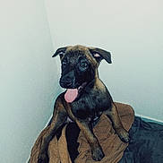 Kronos participe au concours pour gagner de l'argent avec cette photo : puppy, dog, tongue_out, brown_coat, black_coat, blanket, indoor, corner, pet, playful, happy, ears, floor, animal, cute, young, fur, sitting, canine, companion