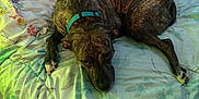 Stella is registered to the contest to win money with this photo: animal, bed, blanket, brindle, canine, collar, comfort, cozy, dog, domestic_animal, floral_pattern, fur, indoor, looking_up, paw, pet, relaxed, resting, sleepy, teal_collar