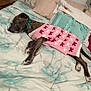 Stella is registered to the contest to win money with this photo: animal, bed, blanket, brindle, canine, collar, comfort, cozy, cute, dog, furniture, home, indoor, pet, pillows, pink, relaxing, resting, sleeping, sweater