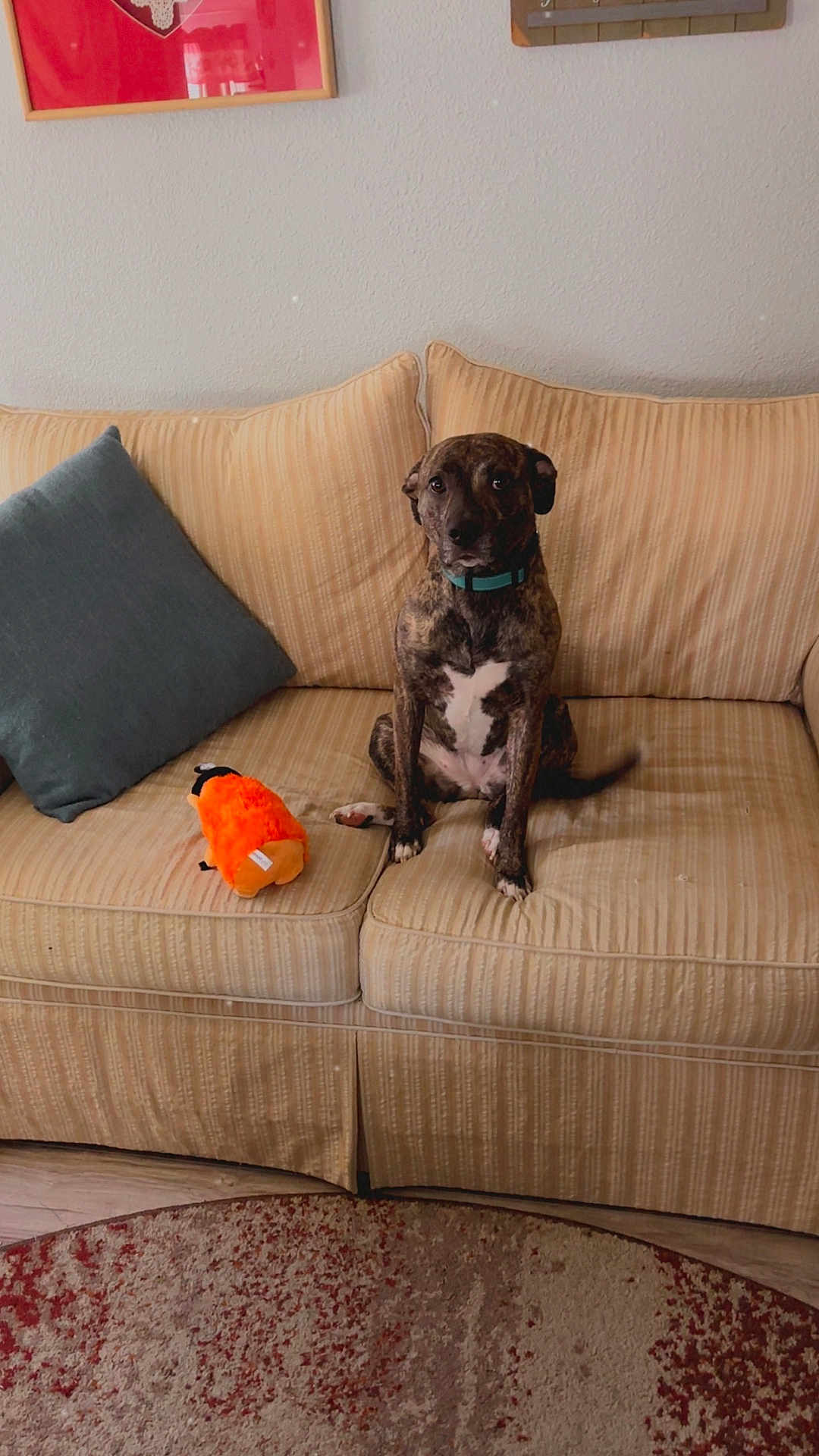 Stella is registered to the contest to win money with this photo: dog, couch, plush_toy, pillow, indoor, wall, artwork, carpet, floor, pet, brown, striped, seated, collar, living_room, furniture, home, animal, cute, domestic