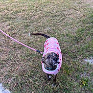 Stella is registered to the contest to win money with this photo: animal, apparel, brindle, canine, curious, cute, dog, grass, leash, leash_clip, movement, nature, outdoor, pet, pink, sidewalk, small_dog, sweater, walking, young_dog