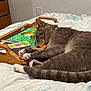 bed, bedroom, blanket, cards_deck, cat, close_up, cozy, domestic_animal, gray_tabby, home, indoor, paws, pet, pink_paw_pads, playing_cards, sleeping, tabby_cat, tail, whiskers, wooden_tray
