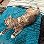 backpack, bed, blanket, cat, comforter, feline, fur, indoor, mattress, nightstand, paw_pads, paws, pet, relaxed, sleeping, stretched, teal_blanket, tile_floor, whiskers, wicker_drawer