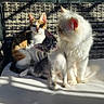 Gizmo is registered to the contest to win money with this photo: cats, kitten, calico_cat, gray_cat, white_cat, fluffy, fur,  whiskers, ears, eyes, sitting, outdoor, patio, chair, cushion, sunlight, shadows, group, pets, portrait