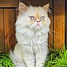 Gizmo is registered to the contest to win money with this photo: animal, blue_eyes, brown_background, cat, cute, ears, fluffy, front_facing, garden, grass, long_hair, outdoor, persian_cat, pet, pink_nose, portrait, sitting, whiskers, white_fur, wooden_fence