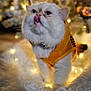 cat, white_cat, orange_hoodie, tongue_out, fluffy, cozy, blanket, fairy_lights, soft_texture, cute, pet_clothing, indoors, festive, warm_lighting, close_up, adorable, animal, feline, playful, winter