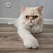 Gizmo is registered to the contest to win money with this photo: animal, cat, close_up, cream_colored, cute, ears, eyes, feline, floor, fluffy, fur, home, indoor, long_paw, nose, pet, relaxed, stretching, whiskers, wooden_floor