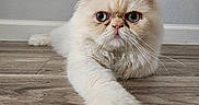 Gizmo is registered to the contest to win money with this photo: animal, cat, close_up, cream_colored, cute, ears, eyes, feline, floor, fluffy, fur, home, indoor, long_paw, nose, pet, relaxed, stretching, whiskers, wooden_floor